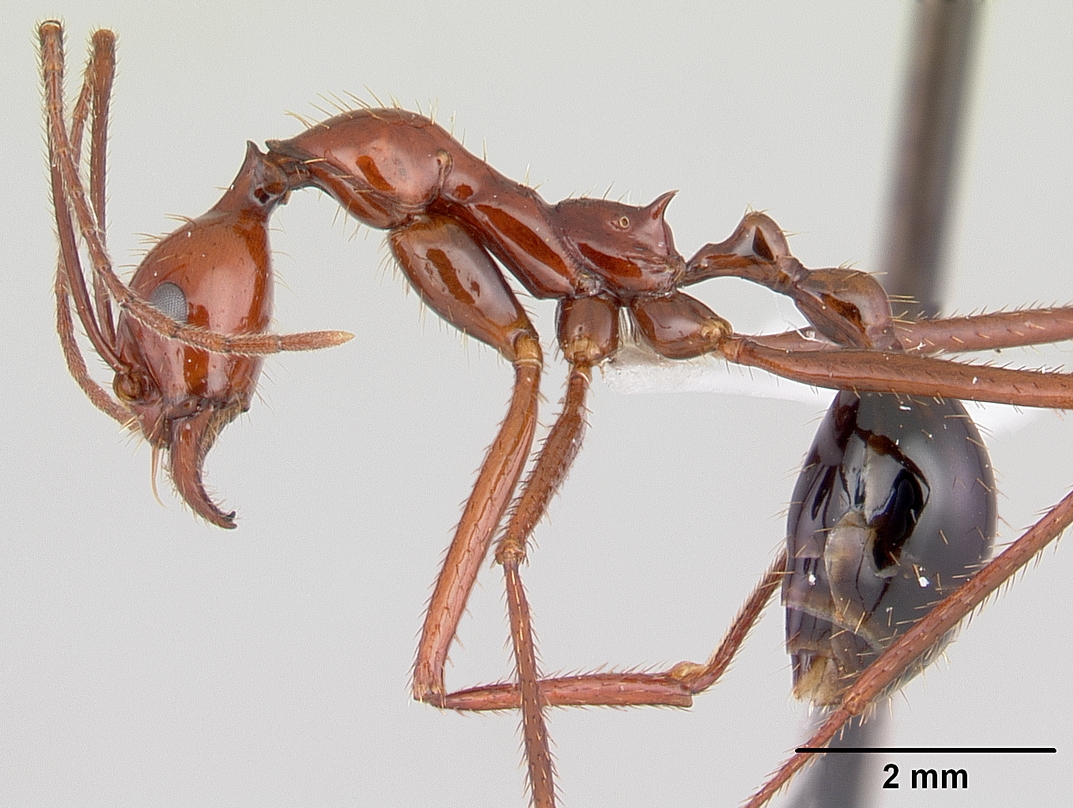 ShukerNature MADAGASCAR'S SNAKEEATING ANTS FABLE, OR