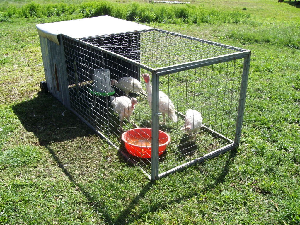 eight acres: how to build a chicken tractor