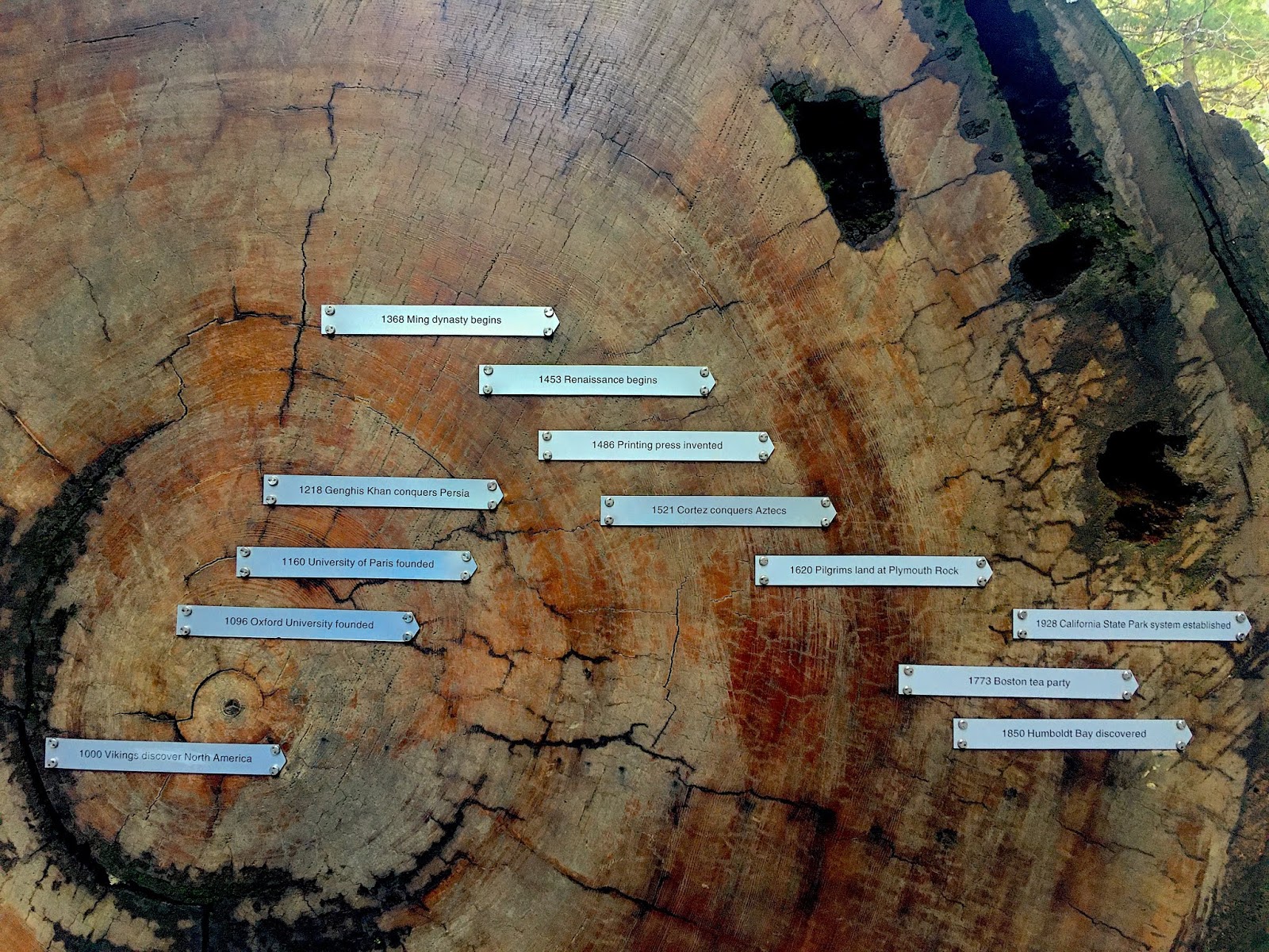 Galley Wench Tales How Ancient Are California's Redwoods?