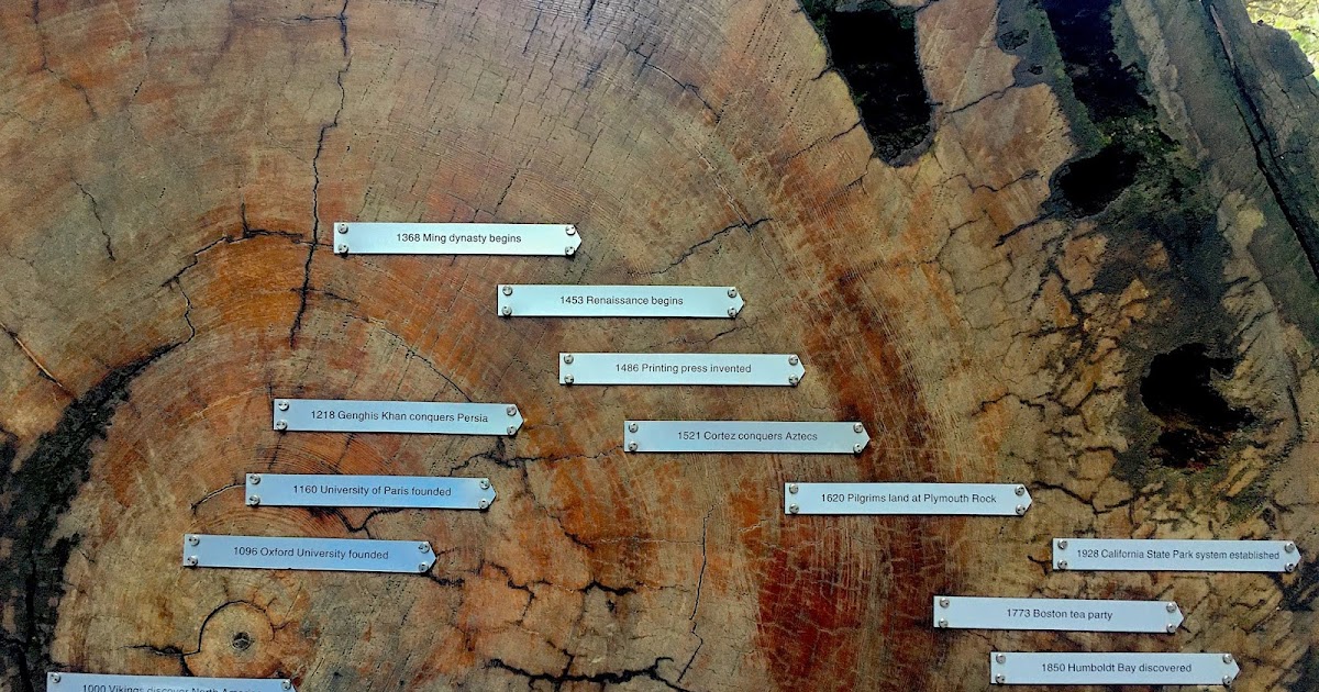 Galley Wench Tales: How Ancient Are California's Redwoods?