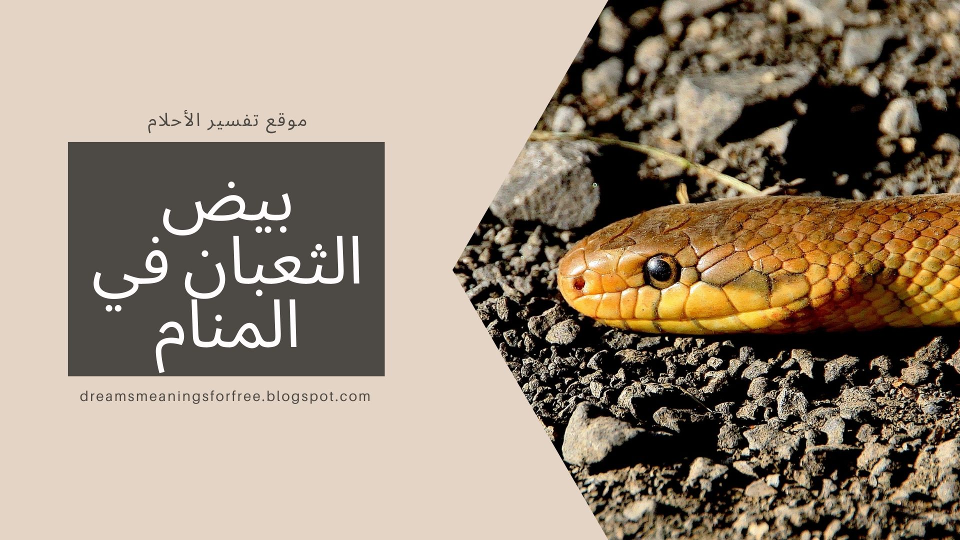تفسير رؤية بيض الثعبان في المنام