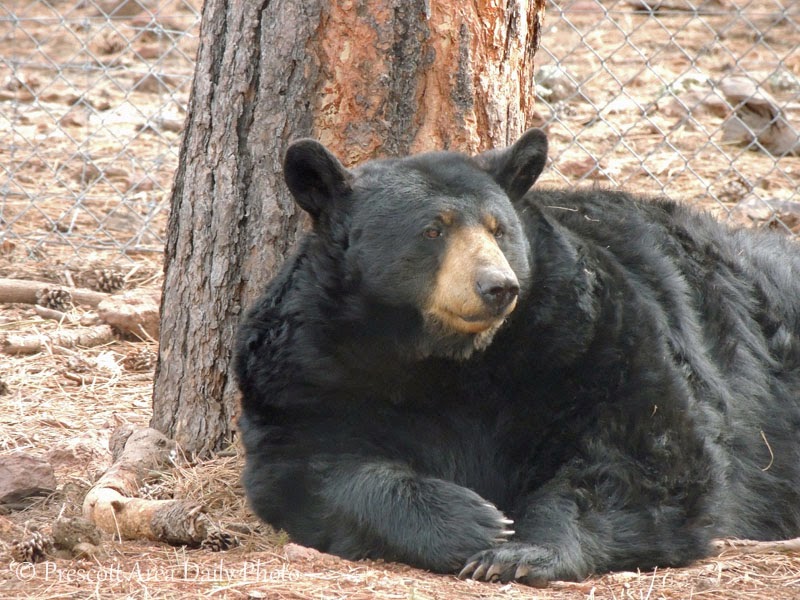 Prescott Area Daily Photo Bearizona....Bears