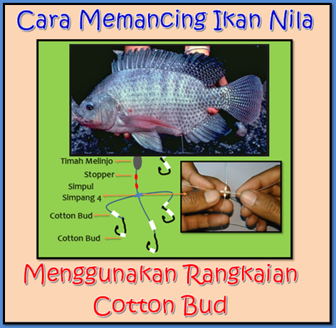 Cara Memancing Ikan Nila Menggunakan Teknik Rangkaian Cotton Bud Aliems Journey