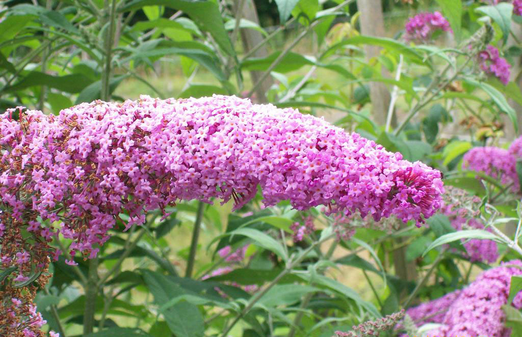 Flower Photos Pink Butterfly Bush