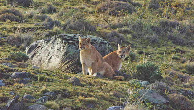 Couple of Pumas at Torres del Paine Park, Chile.