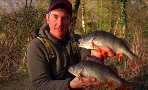 Prawn Rig For Big Perch