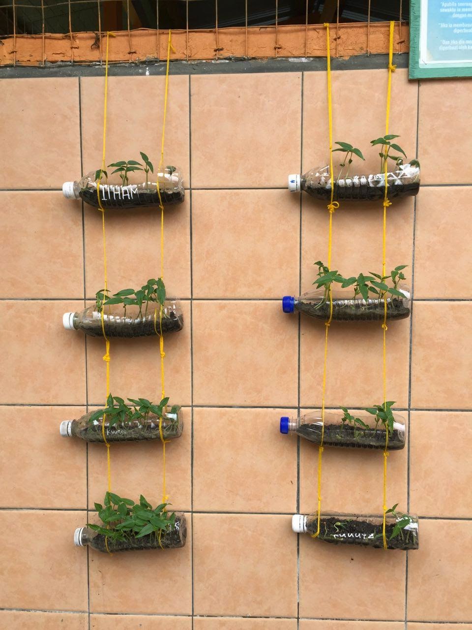 Idea P&P Sains : Tropisme (Beansprout Garden)