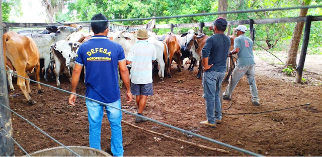 ADAPI realiza vacinação assistida em municípios do Piauí.