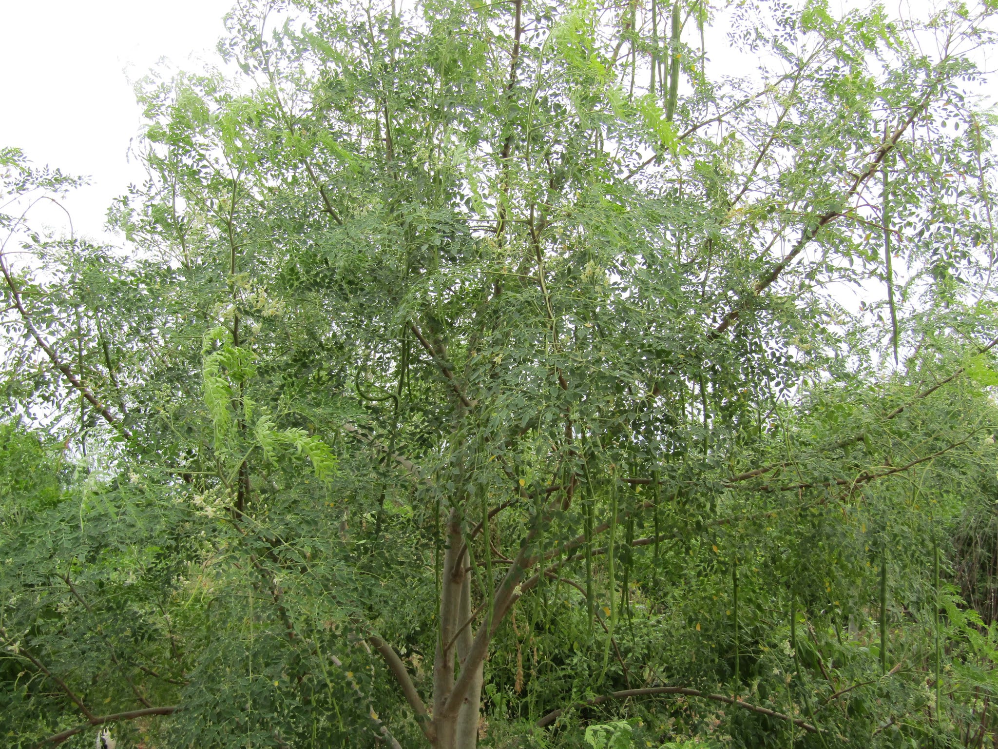 know about kannada and Karnataka July 2021