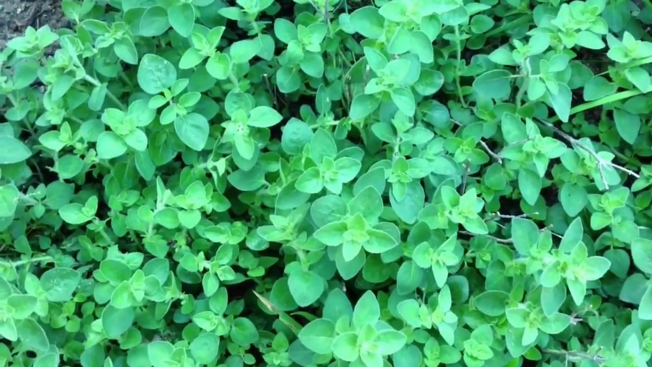 Oregano