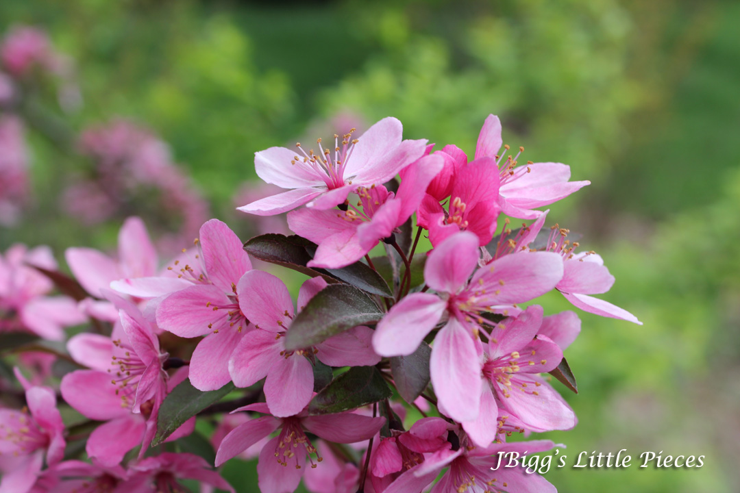 JBigg Life in Kentucky Crab Apple Blooms