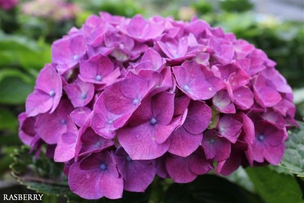 Pozytywne Inspiracje Ślubne: Hortensje - poradnik