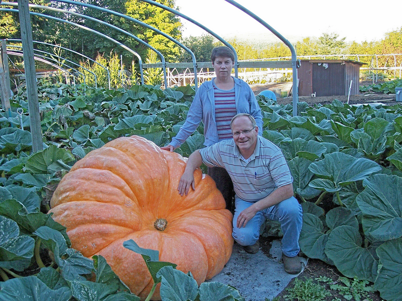 STRANGE FACTS WORLD WIDE; AMAZING FACTS; WORLD WIDE; STRANGE PUMPKIN