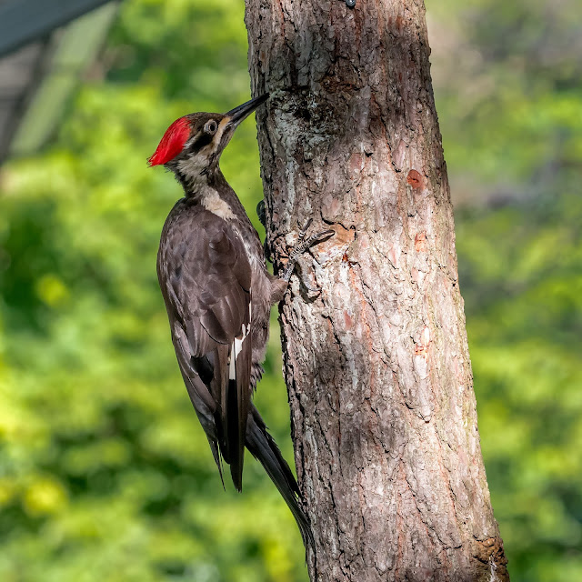 Pileated Woodpecker