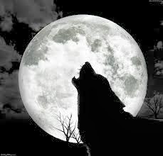 http://strangesounds.org/2013/05/wolf-song-listen-to-30-wolves-howling-in-unison-in-a-wolf-sanctuary-in-indiana-usa.html
