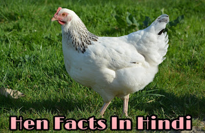  Facts About Hen Bird In Hindi