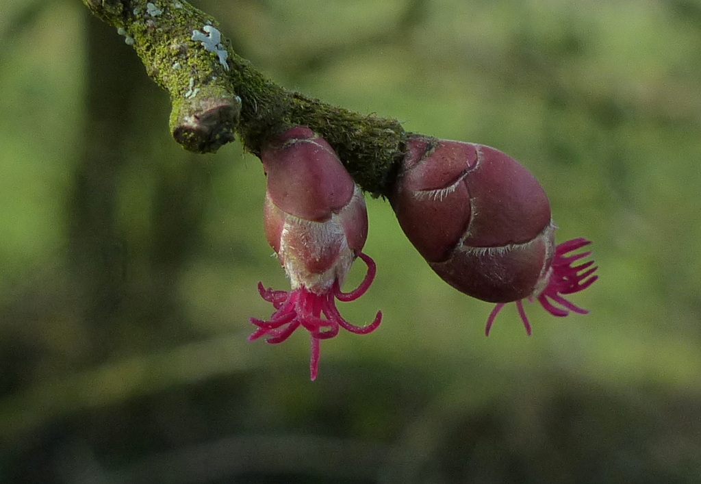 Old European culture Hazel