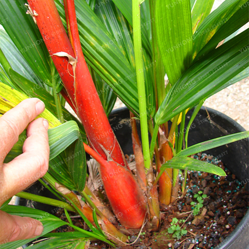 Lipstick Palm Tree CYRTOSTACHYS RENDA 10 Seeds Red Palm