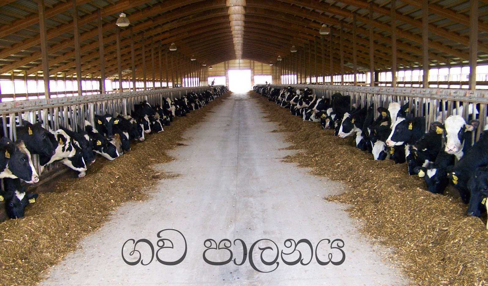 Cattle+Shed.jpg