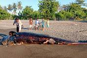 Ikan Paus Ini Mati Terdampar di Pantai Dusun Teluk
