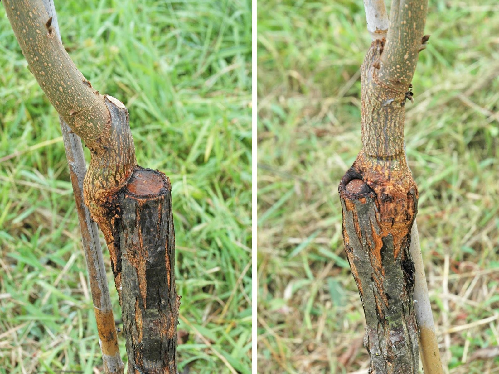 Northern Pecans Same grafting technique, different results