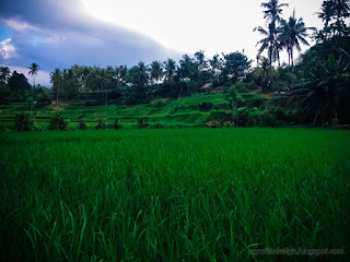 Lush Green Rice Fields Of The Farmlands Scenery At The Village Ringdikit North Bali Indonesia