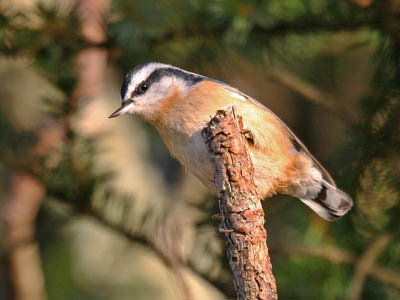 Photo of Red-breasted Nuthatch on a branch Photo of Red-breasted Nuthatch on a branch