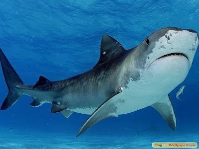 Shark HD Wallpaper For Desktop Shark HD Wallpaper For Desktop