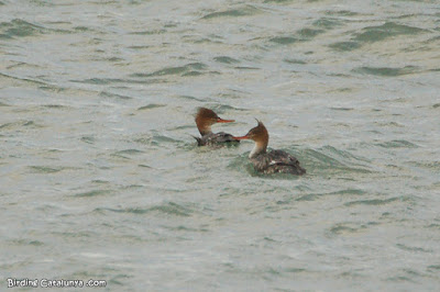 Bec de serra mitjà (Mergus serrator)