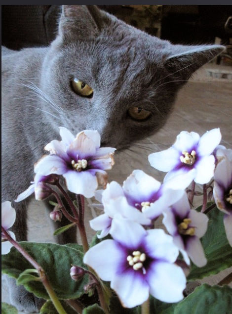 cat-friendly plants for easter