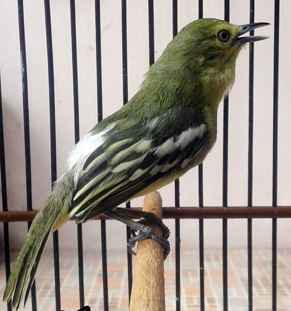 Cara Membedakan Jantan Betina Anakan Sirtu/Cipoh Rumah