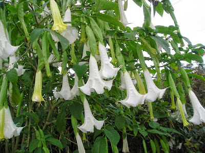 Angel Trumpet