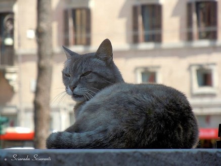 Gatto bigio con gli occhi strizzati