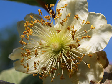 Flor masculina del kiwi
