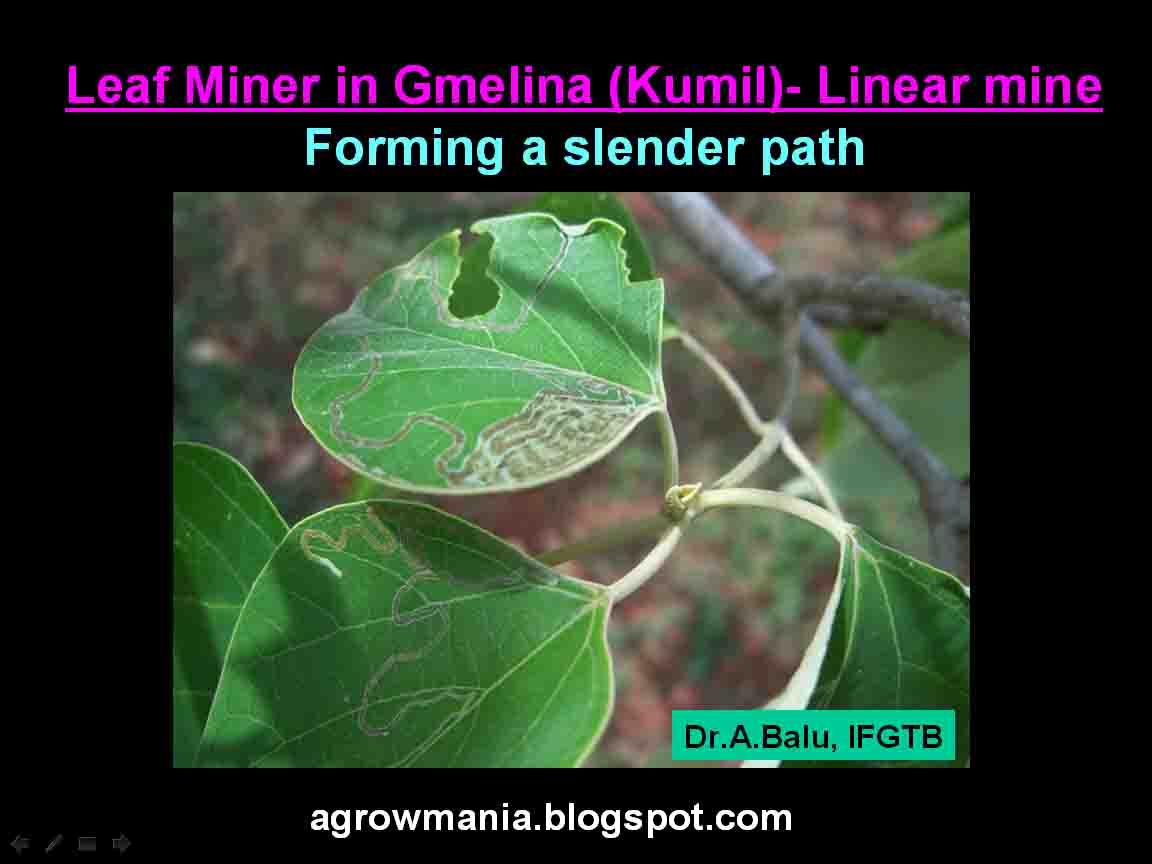 Agroforestry A blog on Agrihortisilviculture Insect pests of Gmelina