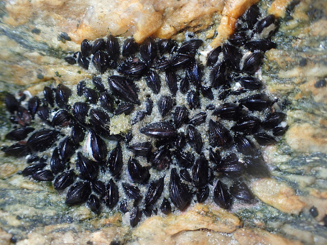 Mytilus galloprovincialis Mytilus galloprovincialis