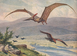 pteranodon dinosaur dinosaurs harder heinrich facts prehistoric bird pterosaur paleontology reptiles living flying commons wikimedia pterandon wikipedia re looking bills
