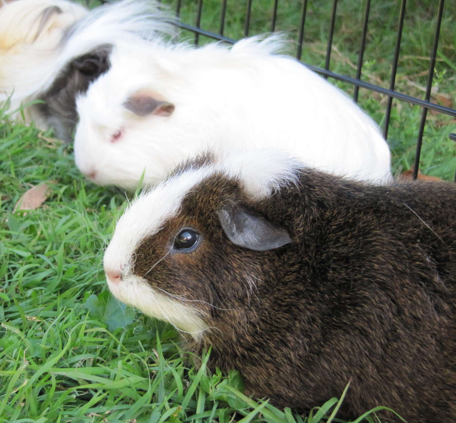 All Things Guinea Pig Fat Fat piggies