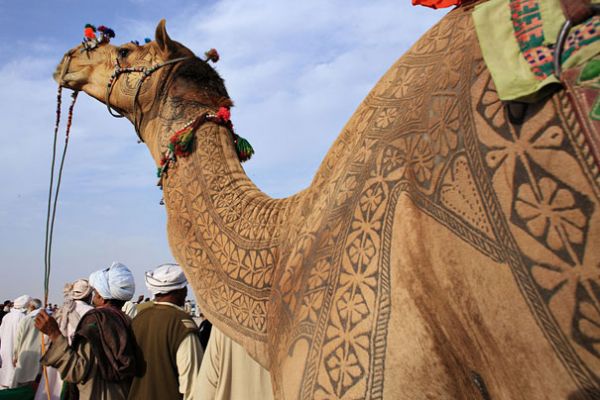  Bikaner is organized past times the Department of Tourism Place to visit in India: Bikaner Camel Festival 2015