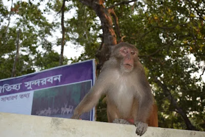 A monkey with a damaged eye at Sundarban A monkey with a damaged eye at Sundarban