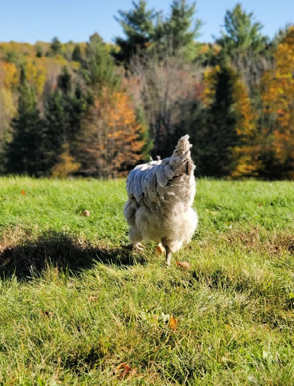 The Down and Dirty on Feeding Clover to Chickens Fresh Eggs Daily