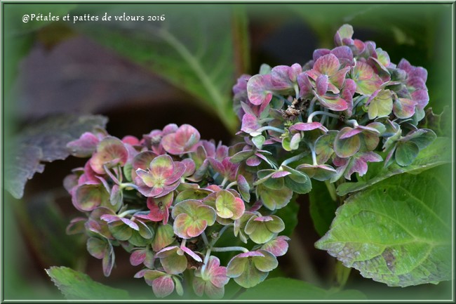 Hydrangea Roll Out Sun Valley