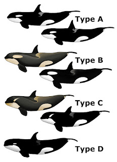 Katil balinalardaki bazı varyasyon örnekleri