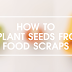 HOW TO REPLANT SEEDS FROM FOOD SCRAPS