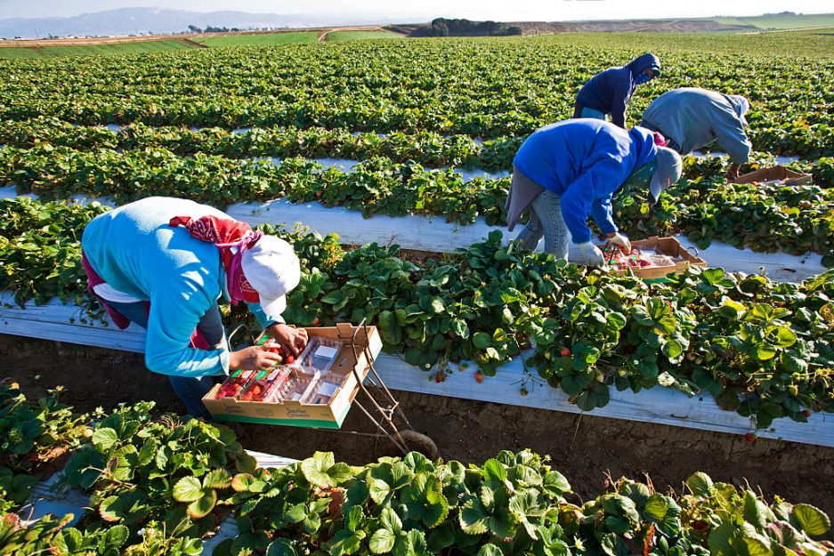 Jobs Vacancy At Fruit And Vegetable Farm In Canada APPLY NOW HOLARNS