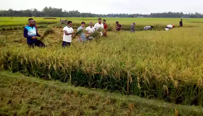 রৌমারীতে কৃষকের ধান কেটে দিল ছাত্রলীগ