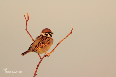 Gorrión molinero (Passer montanus). La mejilla decorada con una mancha negra y la base del pico amarillenta son las marcas diagnósticas del más pequeño de nuestros gorriones.