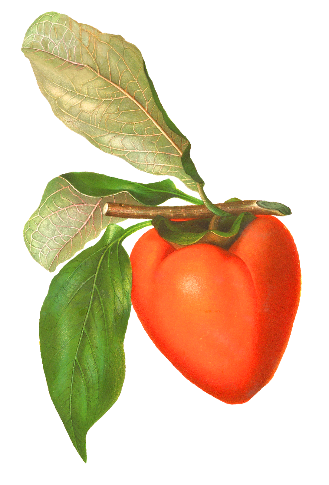 Antique Images: Old Seed Catalog Artwork Persimmon Illustration Digital