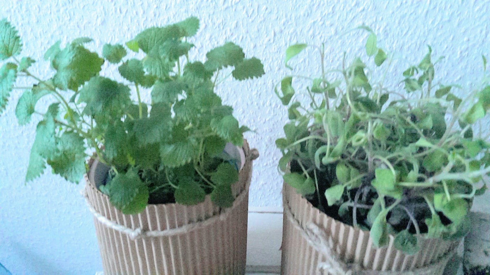 Blumentopfe Aus Wellpappe