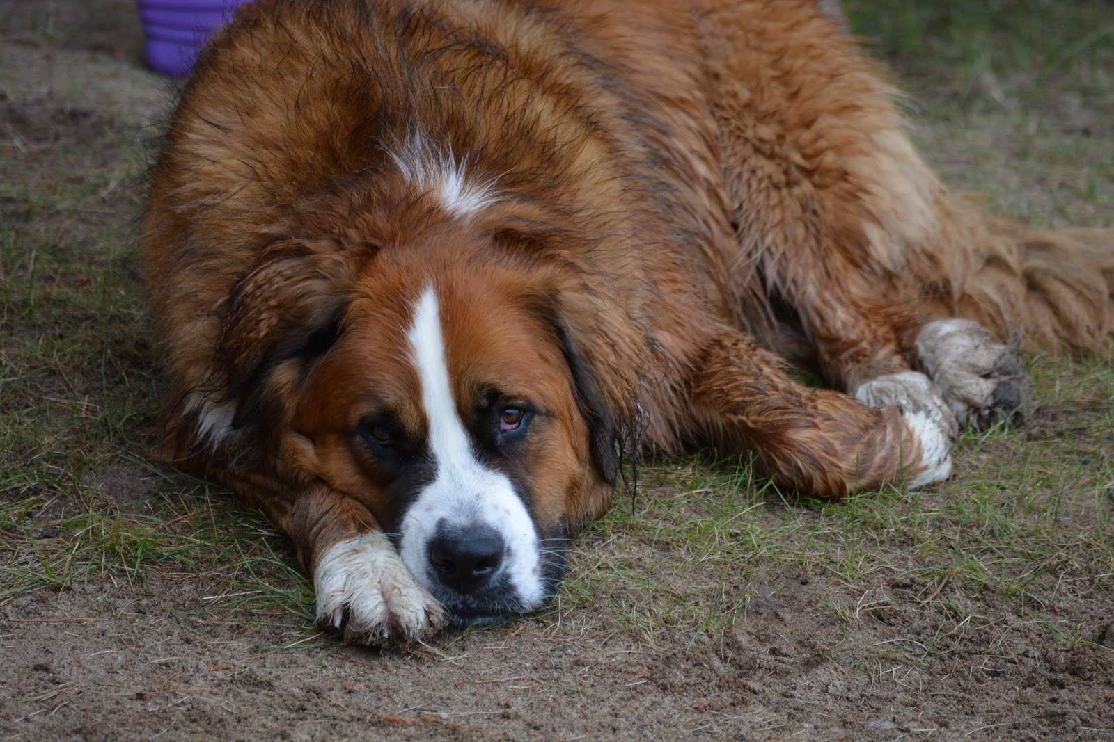 Itching and scratching Does my dog have a food allergy? Paws for